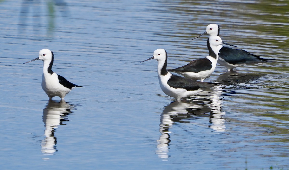 Австралийский ходулочник - ML644638260