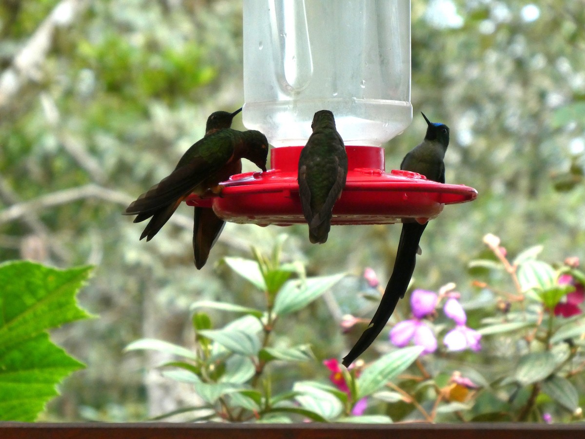 Long-tailed Sylph - ML644638264