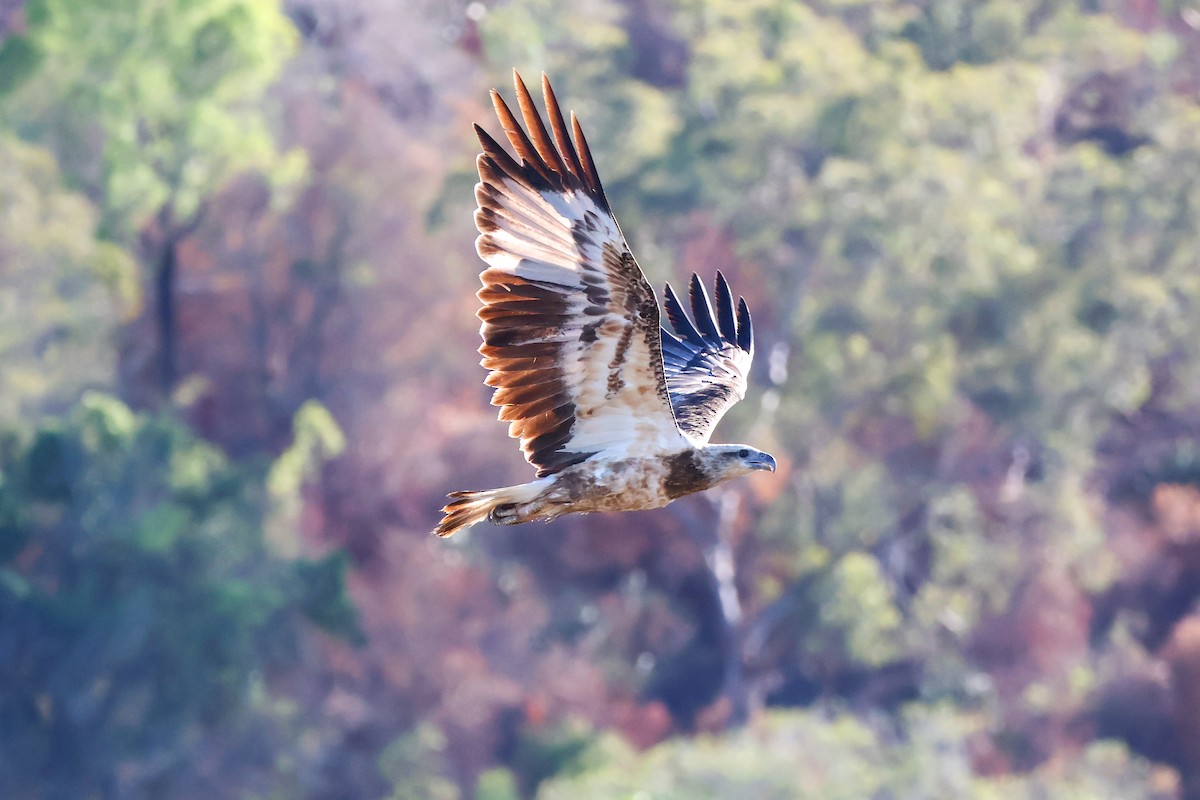 White-bellied Sea-Eagle - ML644638267