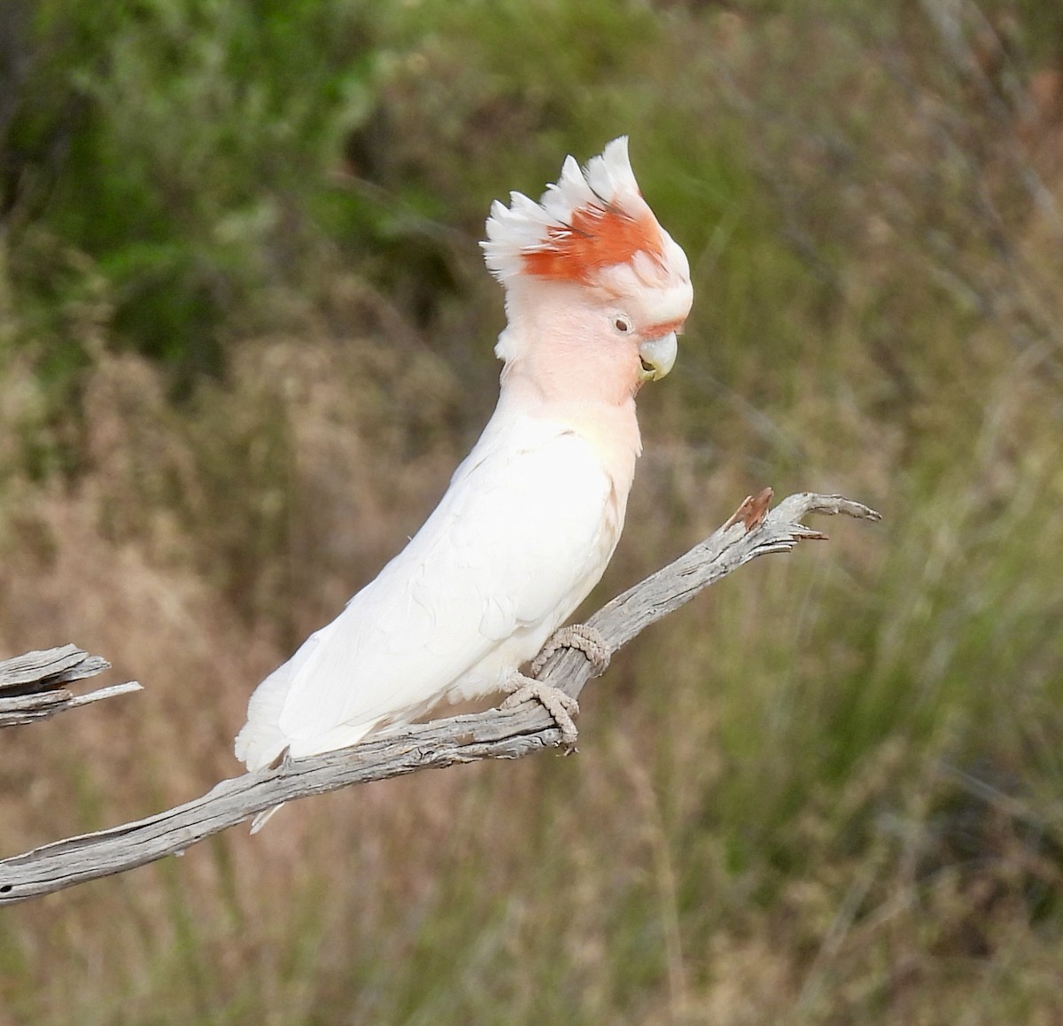 fagerkakadu - ML644638268