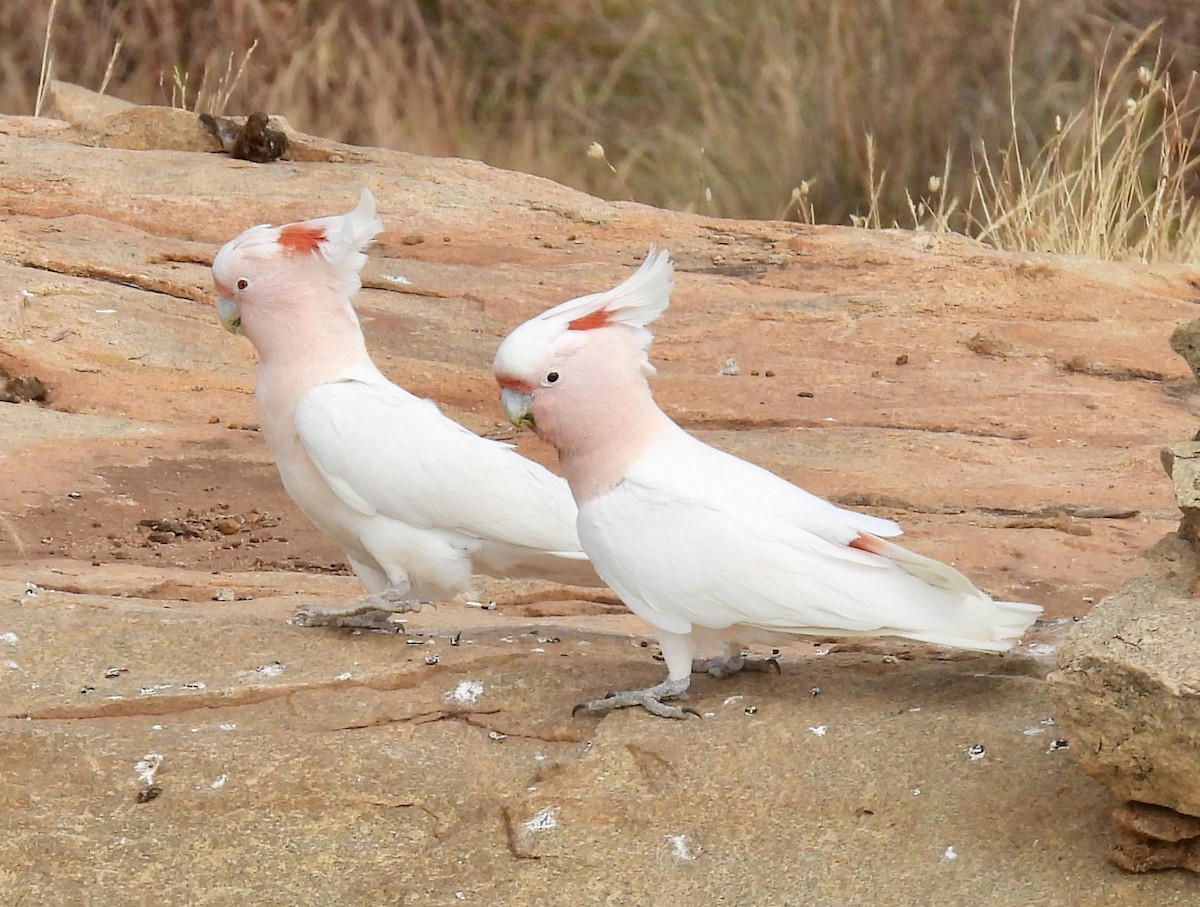 fagerkakadu - ML644638269