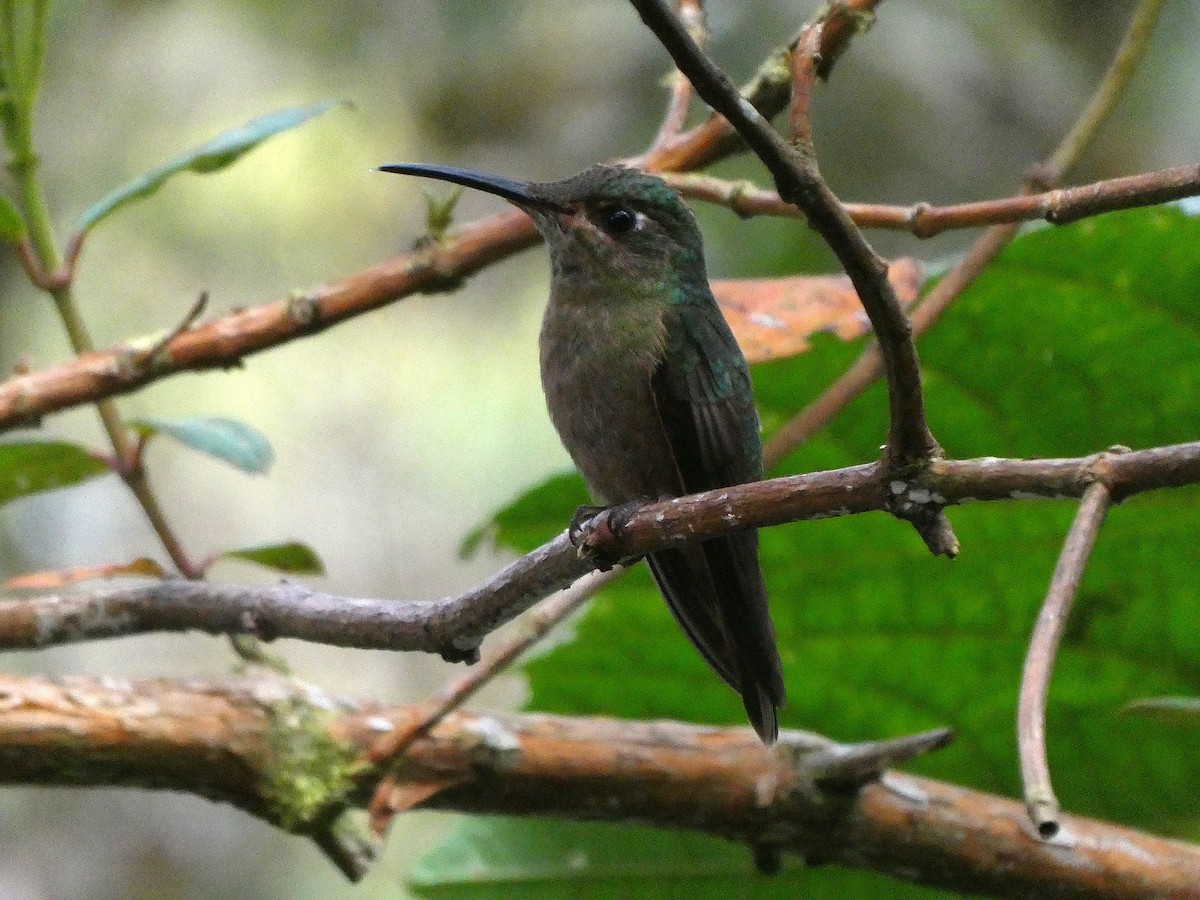 Fawn-breasted Brilliant - ML644638270
