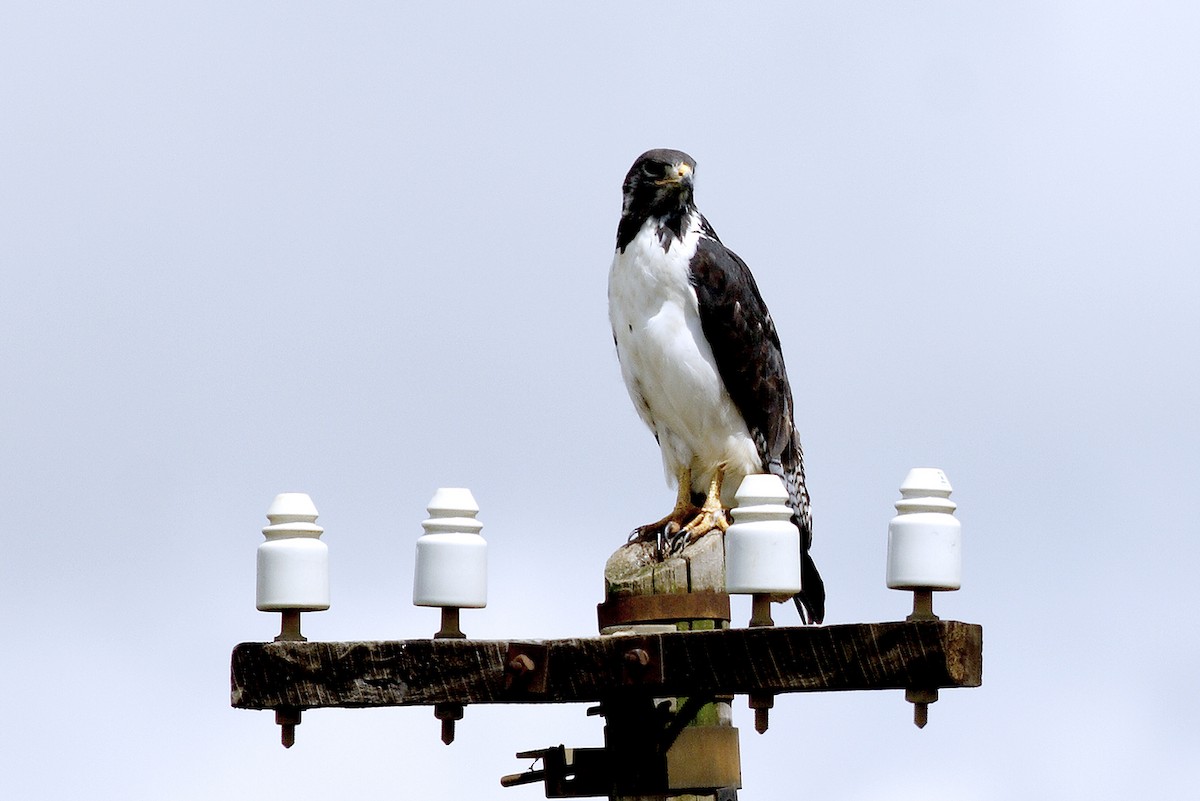 Augur Buzzard - ML644638280