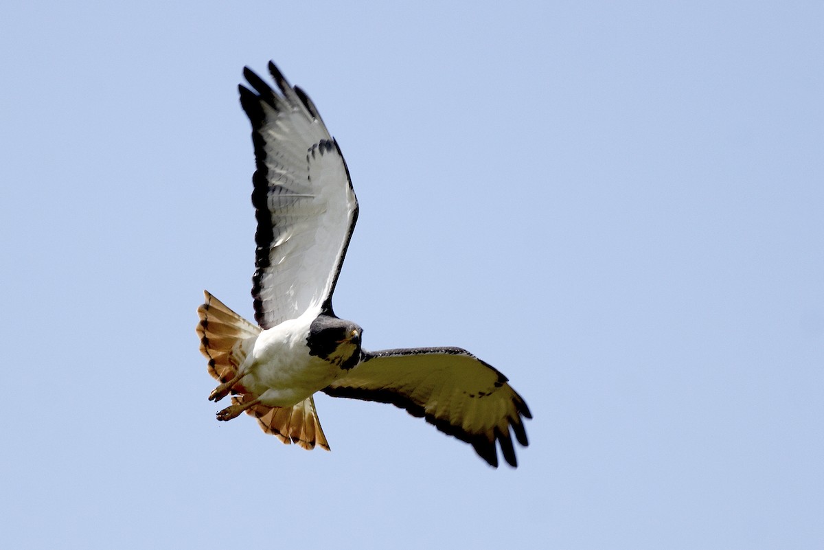Augur Buzzard - ML644638281