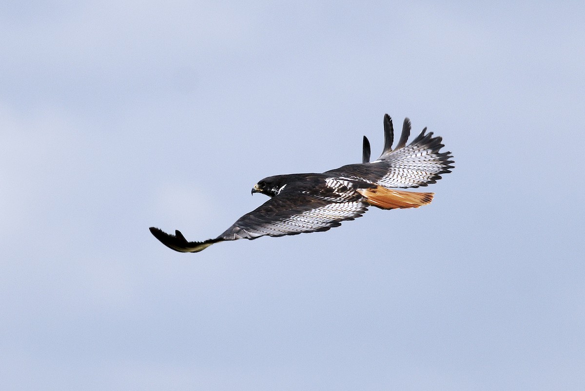 Augur Buzzard - ML644638282