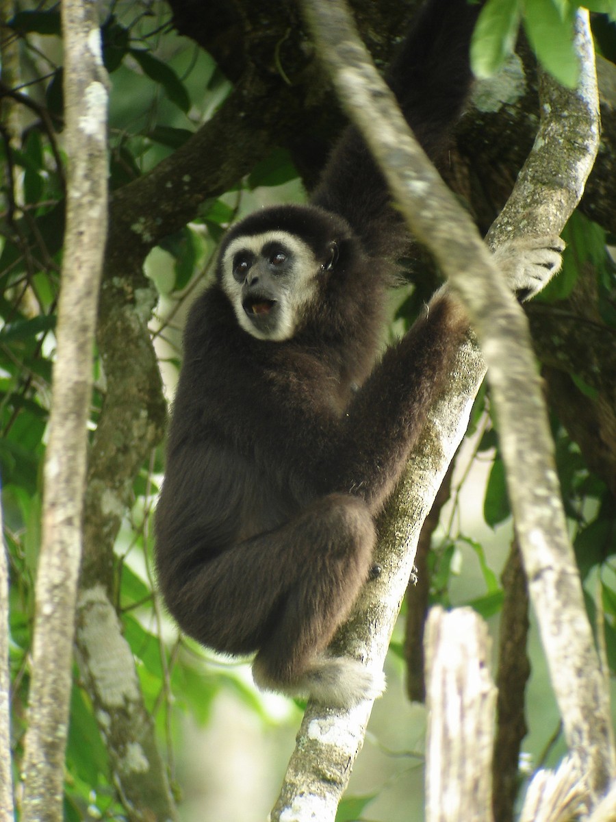 Gibbons - ML644638284