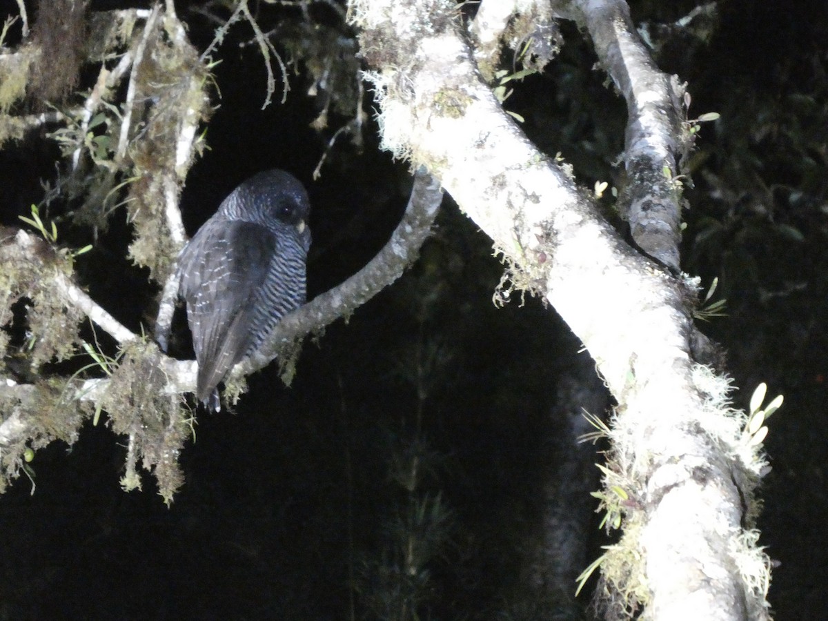 Black-banded Owl - ML644638306