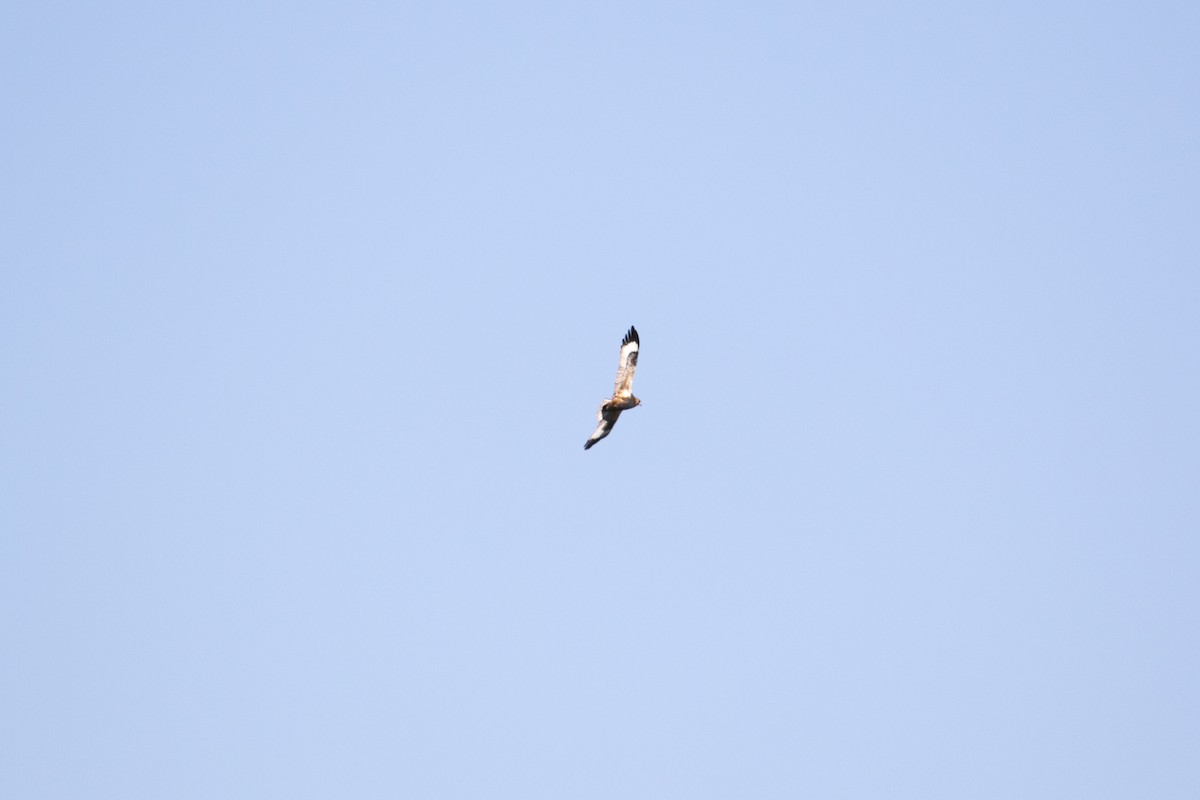 kongeglente - ML644638308