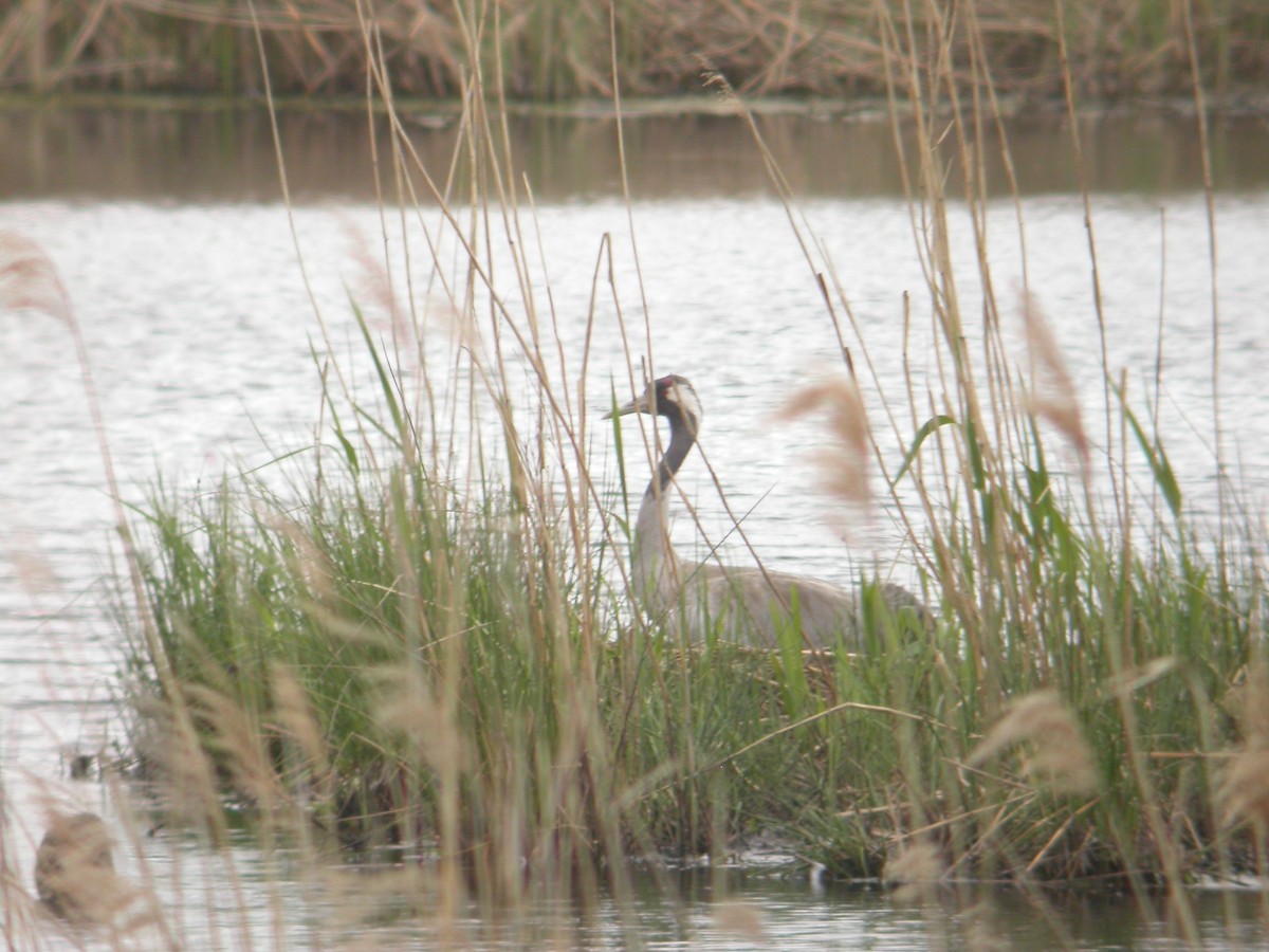 Хархираа тогоруу - ML644638309