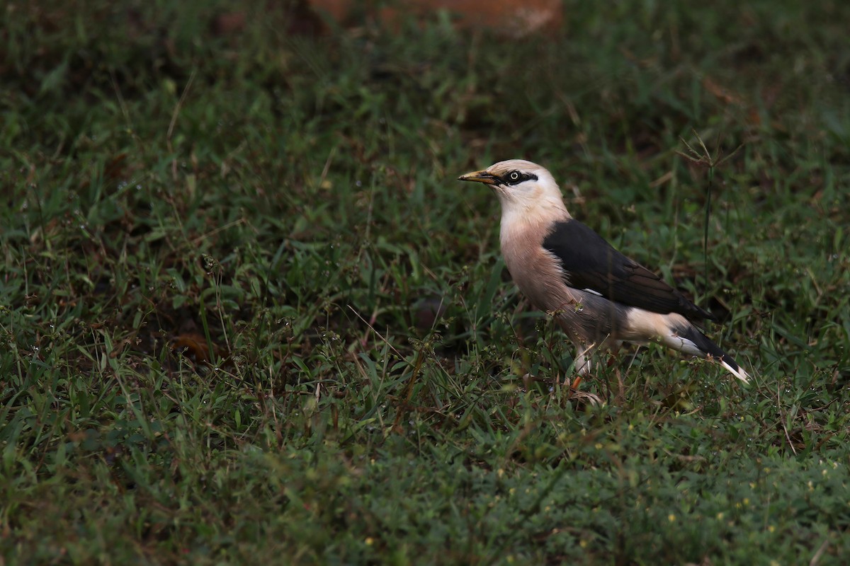 זרזיר בורמזי דרומי - ML644638318
