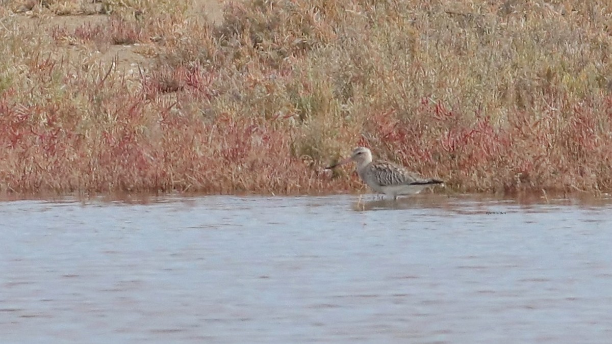 Bar-tailed Godwit - ML644638335
