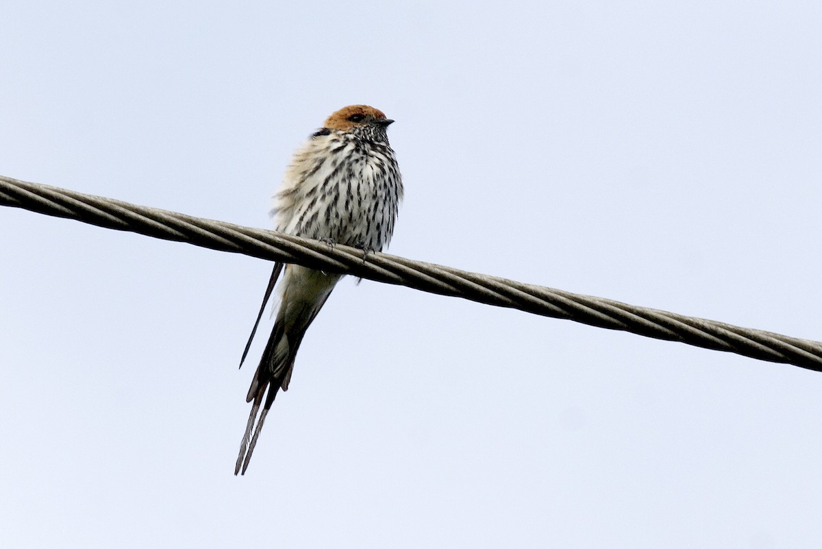 Lesser Striped Swallow - ML644638337