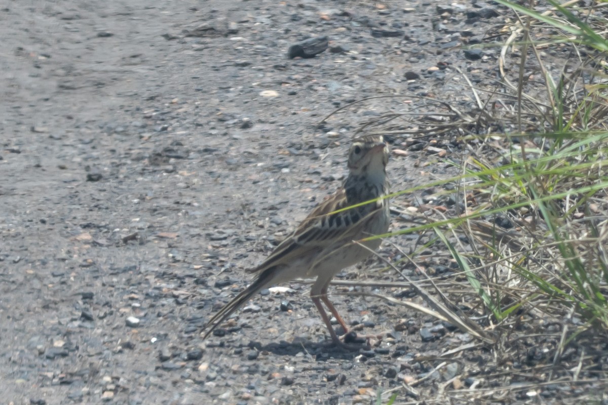 Australian Pipit - ML644638339