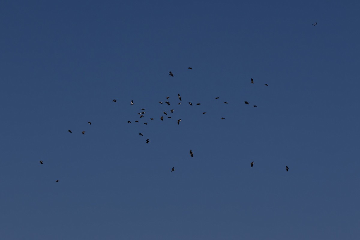 Hegabera maskaraduna - ML644638343