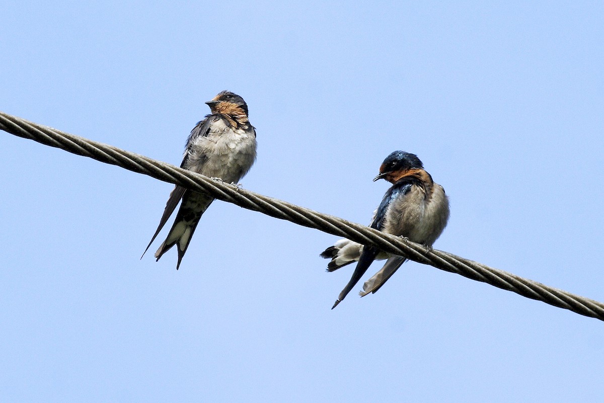 Ластівка сільська - ML644638355