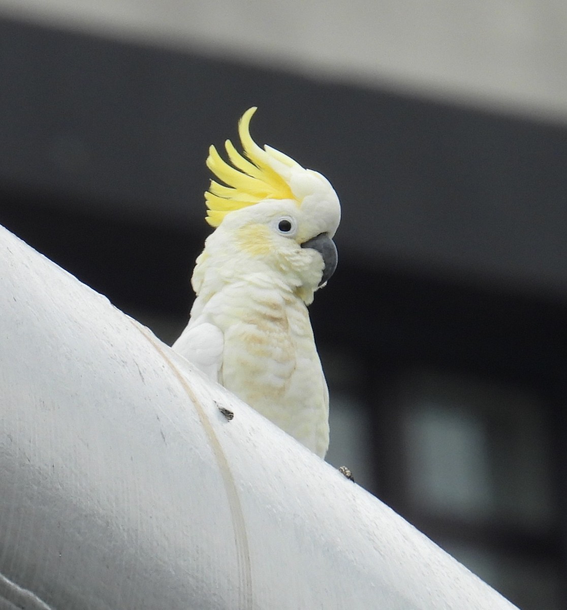 Yellow-crested Cockatoo - ML644638362