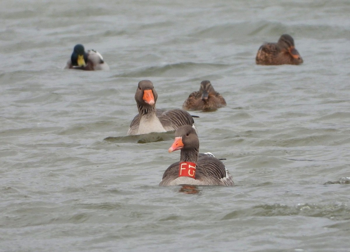 husa velká - ML644638367