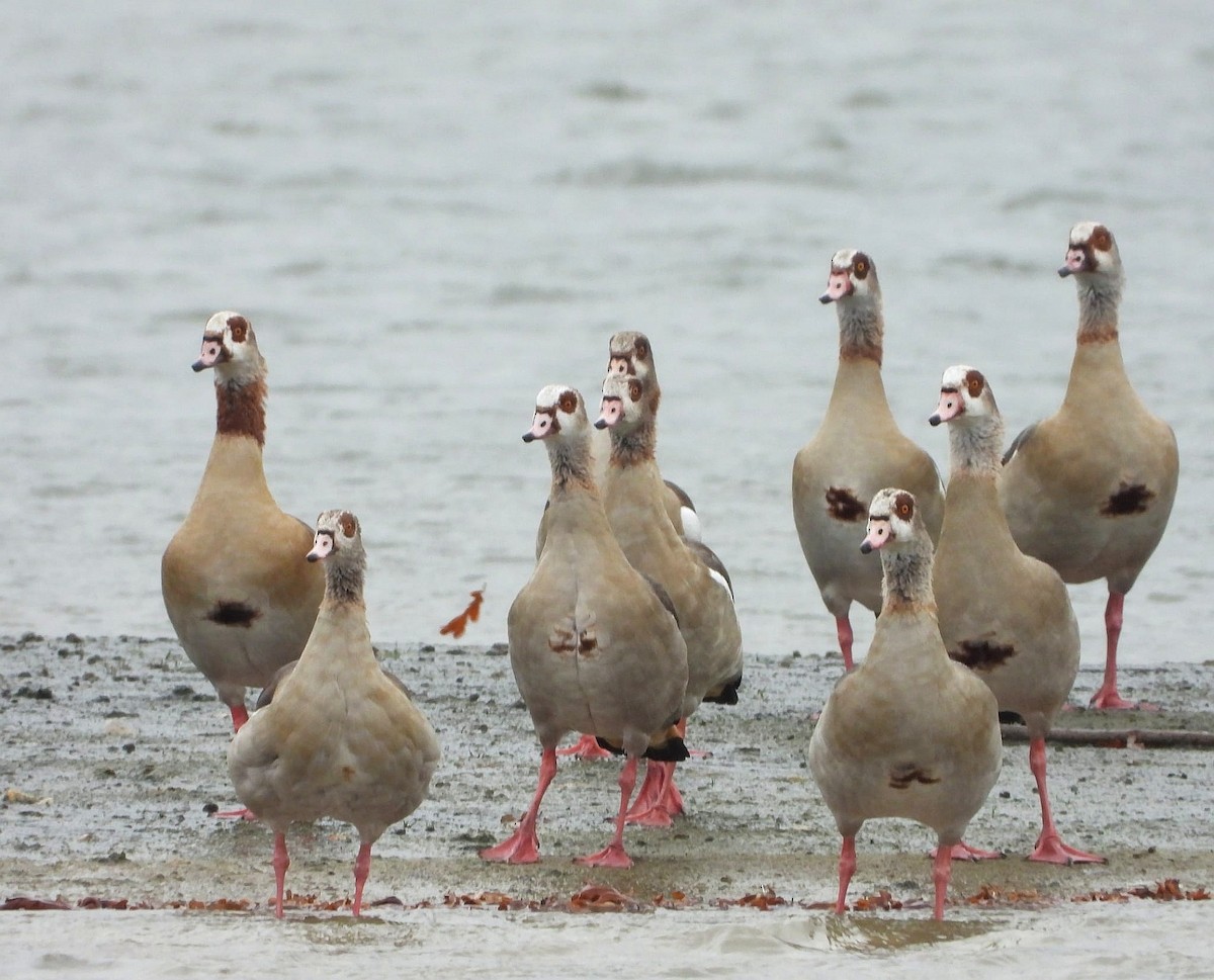 husice nilská - ML644638370