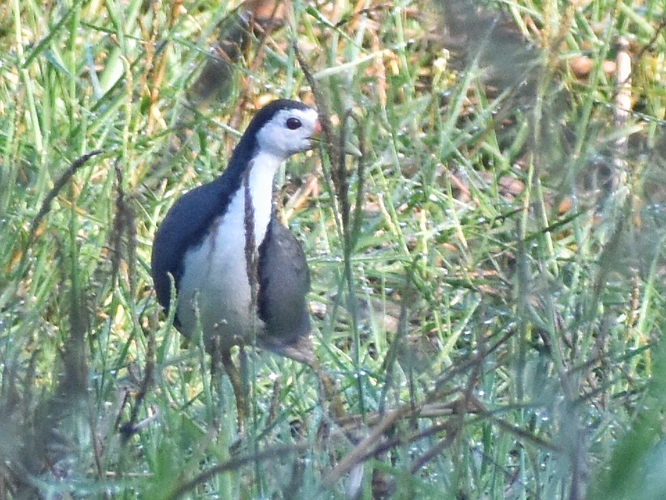 White-breasted Waterhen - ML644638373