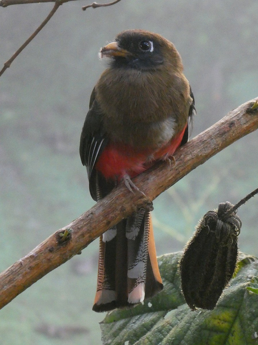 Masked Trogon - ML644638382