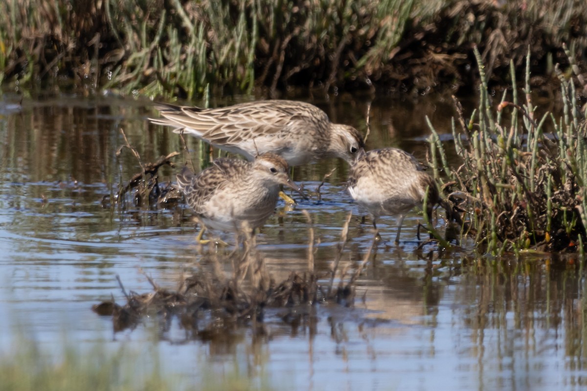 Sharp-tailed Sandpiper - ML644638388