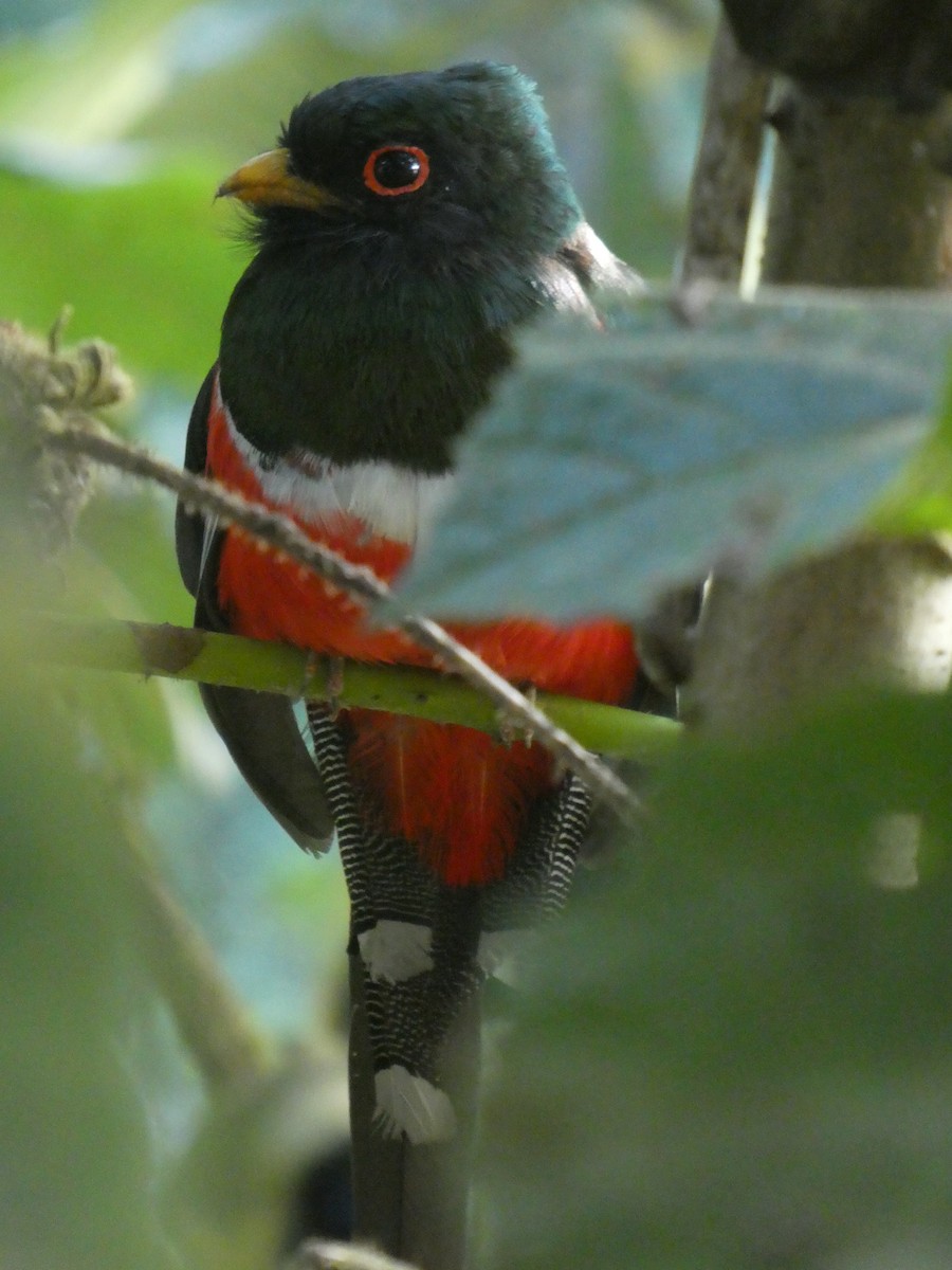 Masked Trogon - ML644638389