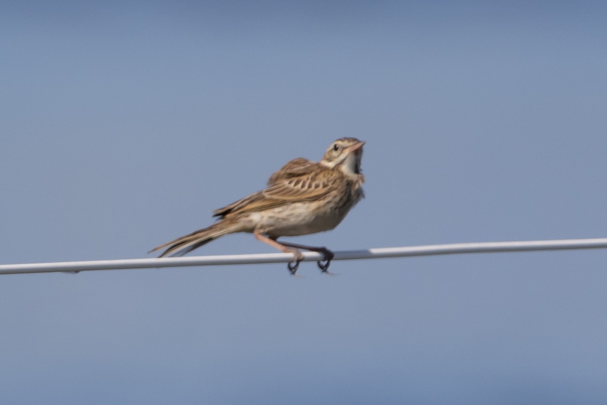 Australian Pipit - ML644638392