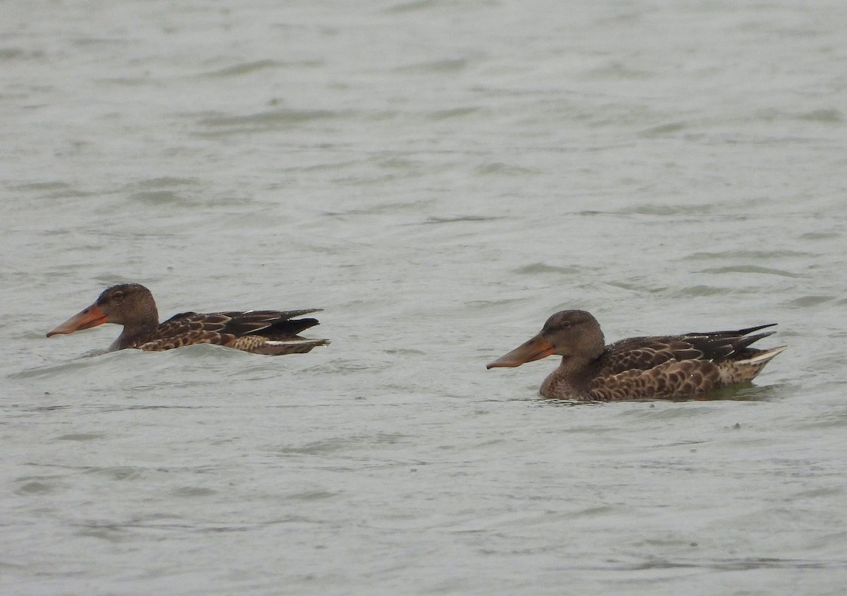 Northern Shoveler - ML644638393