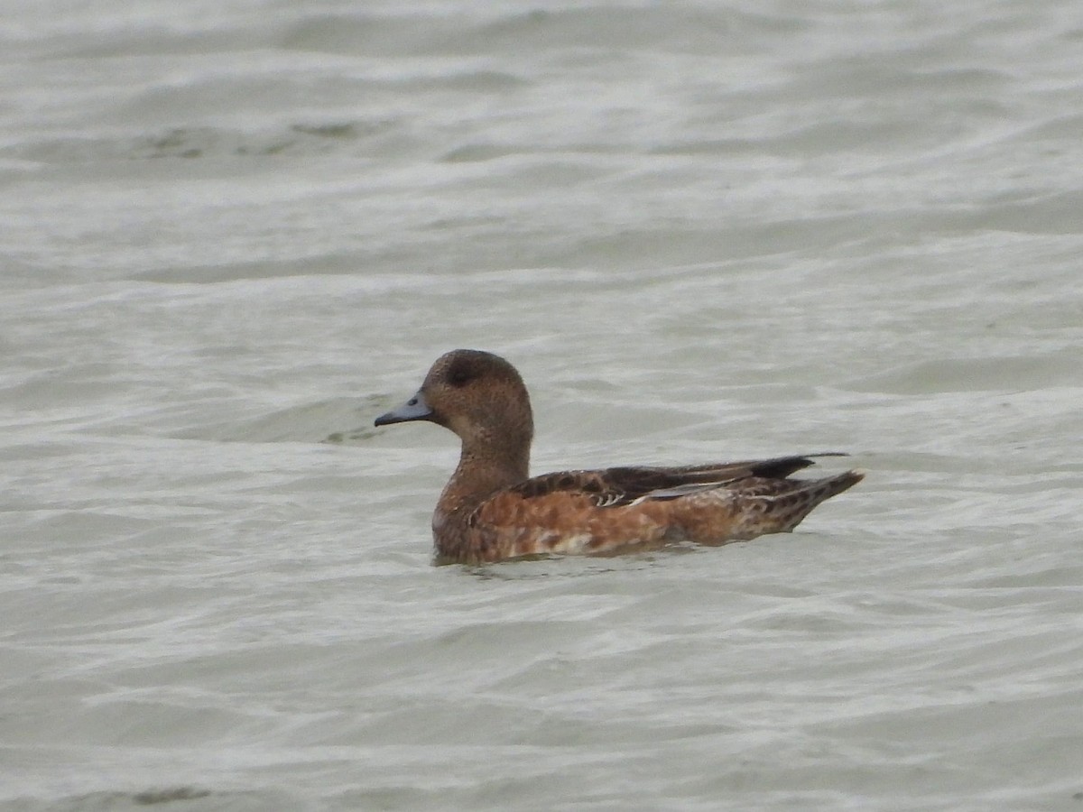 Eurasian Wigeon - ML644638394
