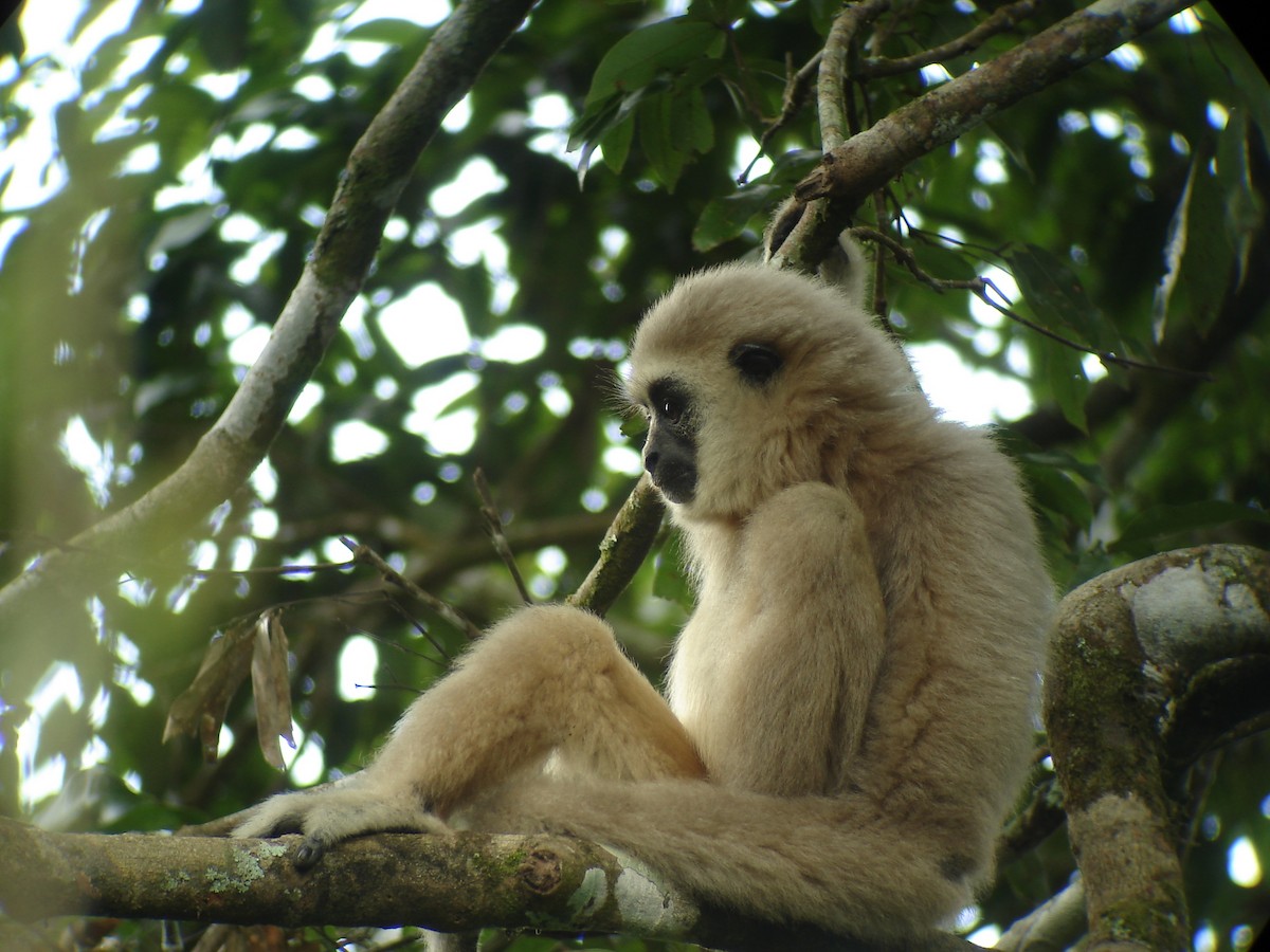 Mammals - ML644638396