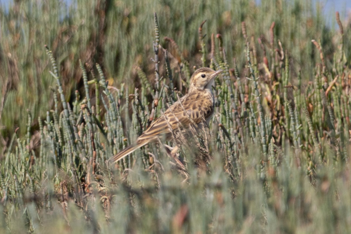 Australian Pipit - ML644638397