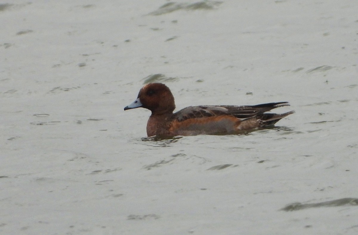 Eurasian Wigeon - ML644638398