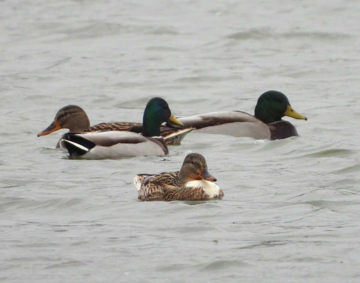 Mallard - ML644638400