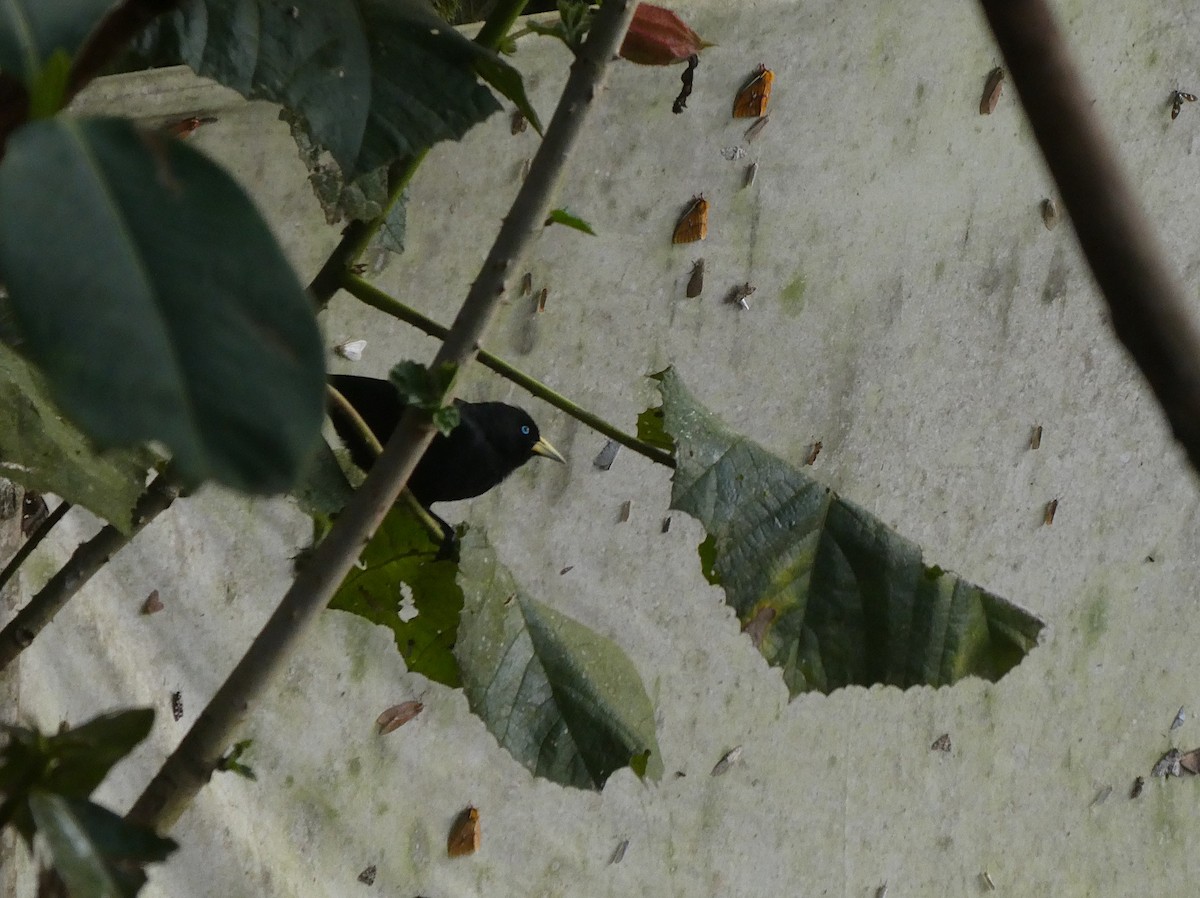 Scarlet-rumped Cacique - ML644638405