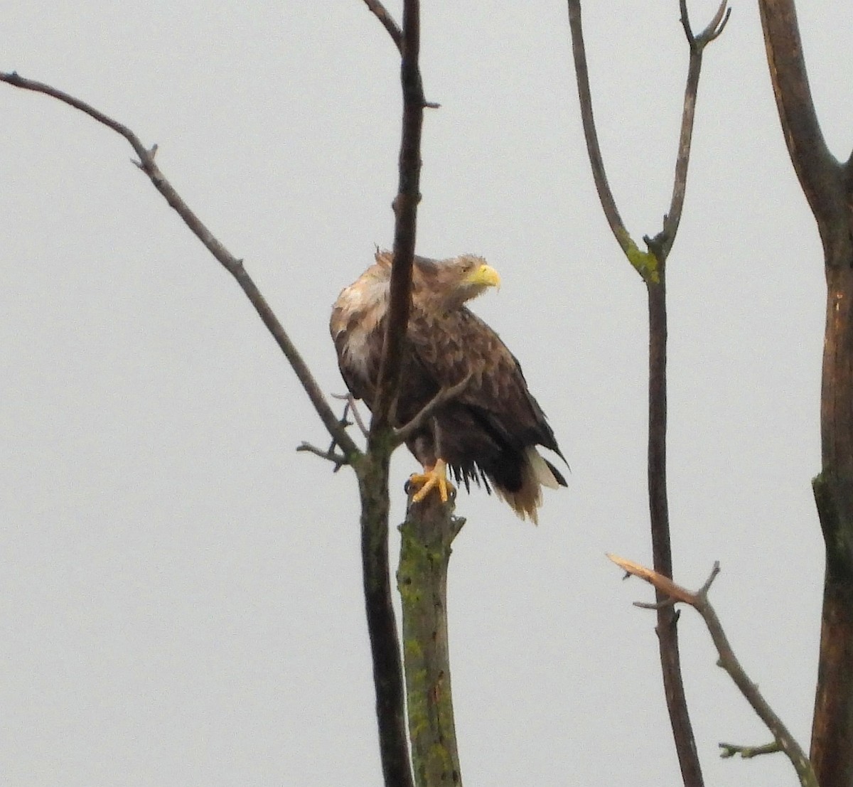 עיטם לבן-זנב - ML644638406