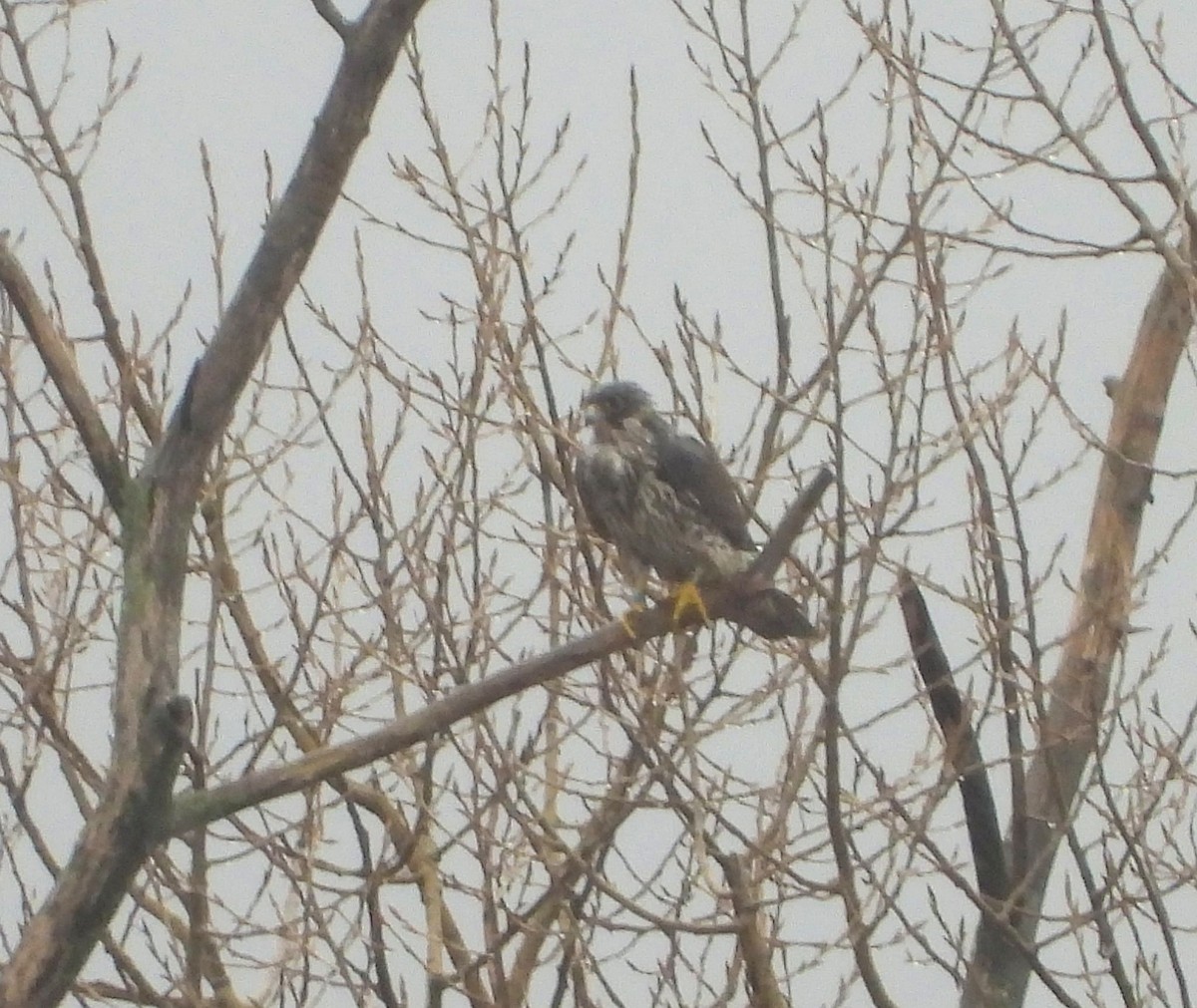 Peregrine Falcon - ML644638410