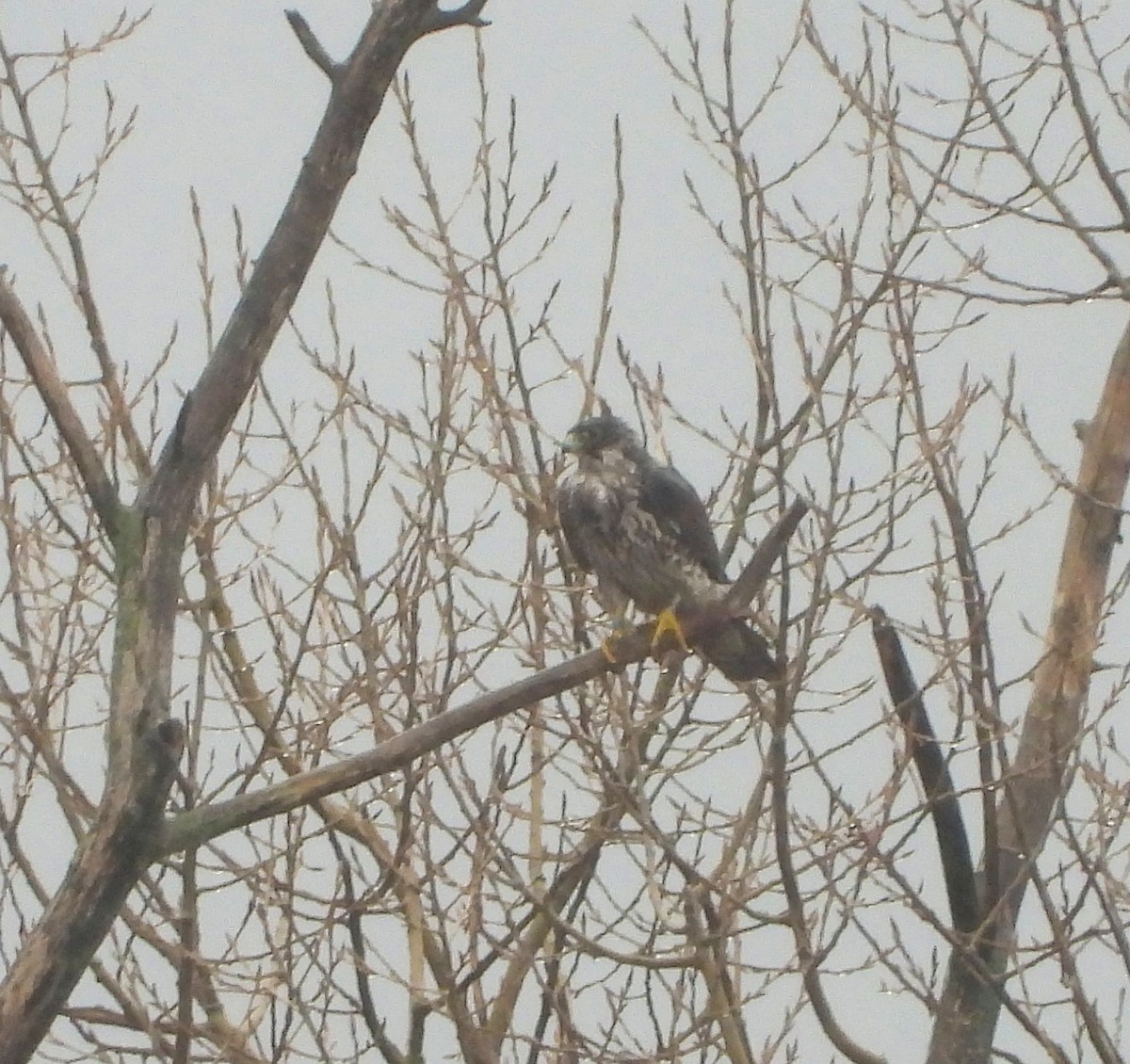 Peregrine Falcon - ML644638411