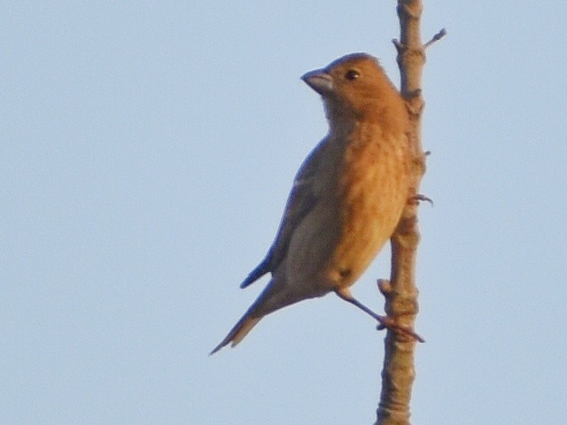 Common Rosefinch - ML644638414