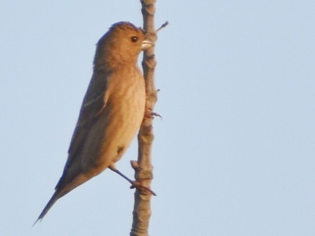 Common Rosefinch - ML644638415