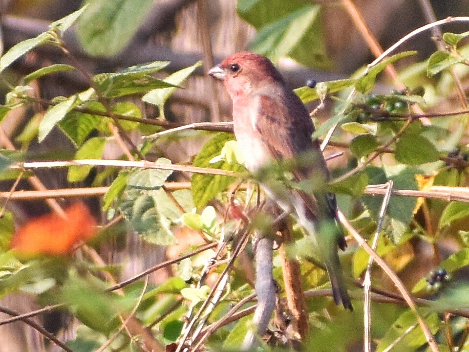 Common Rosefinch - ML644638416