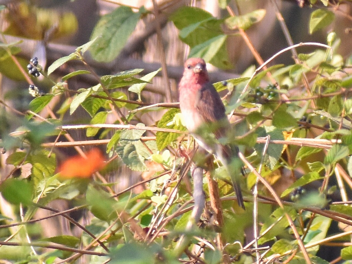 Common Rosefinch - ML644638417