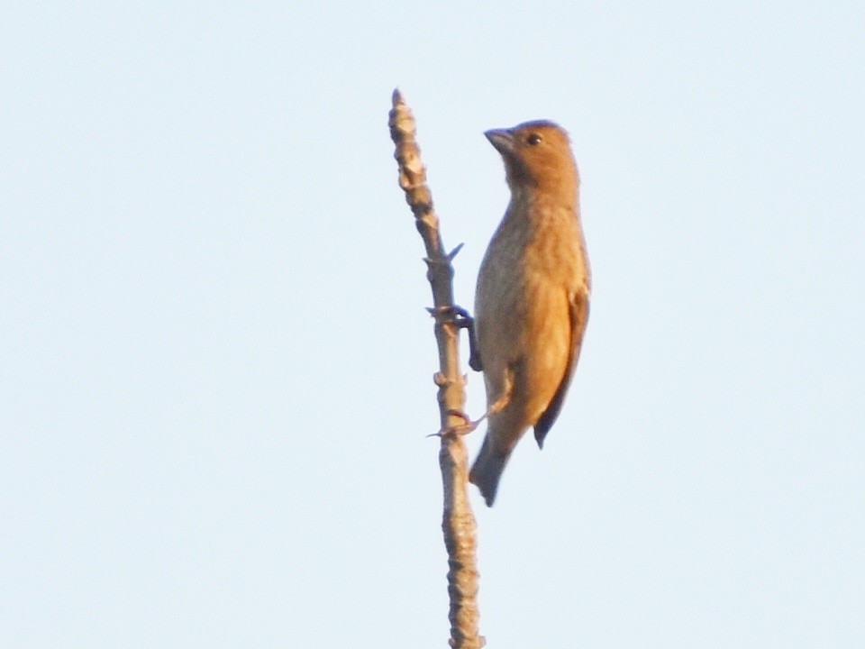 Common Rosefinch - ML644638418
