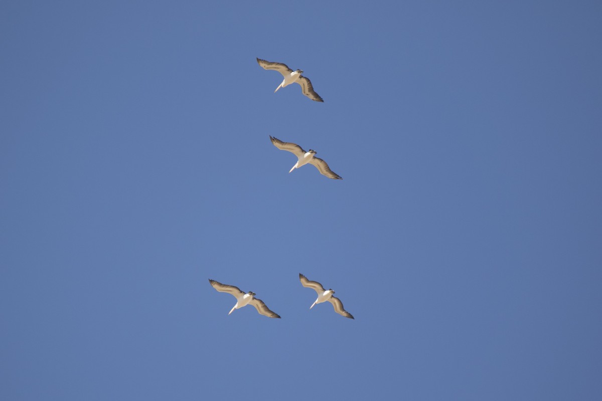 Australian Pelican - ML644638419