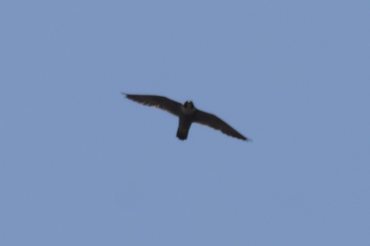Peregrine Falcon - ML644638420