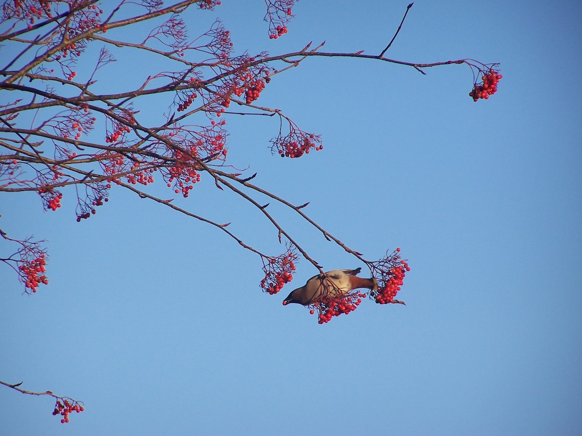 Bohemian Waxwing - ML644638421