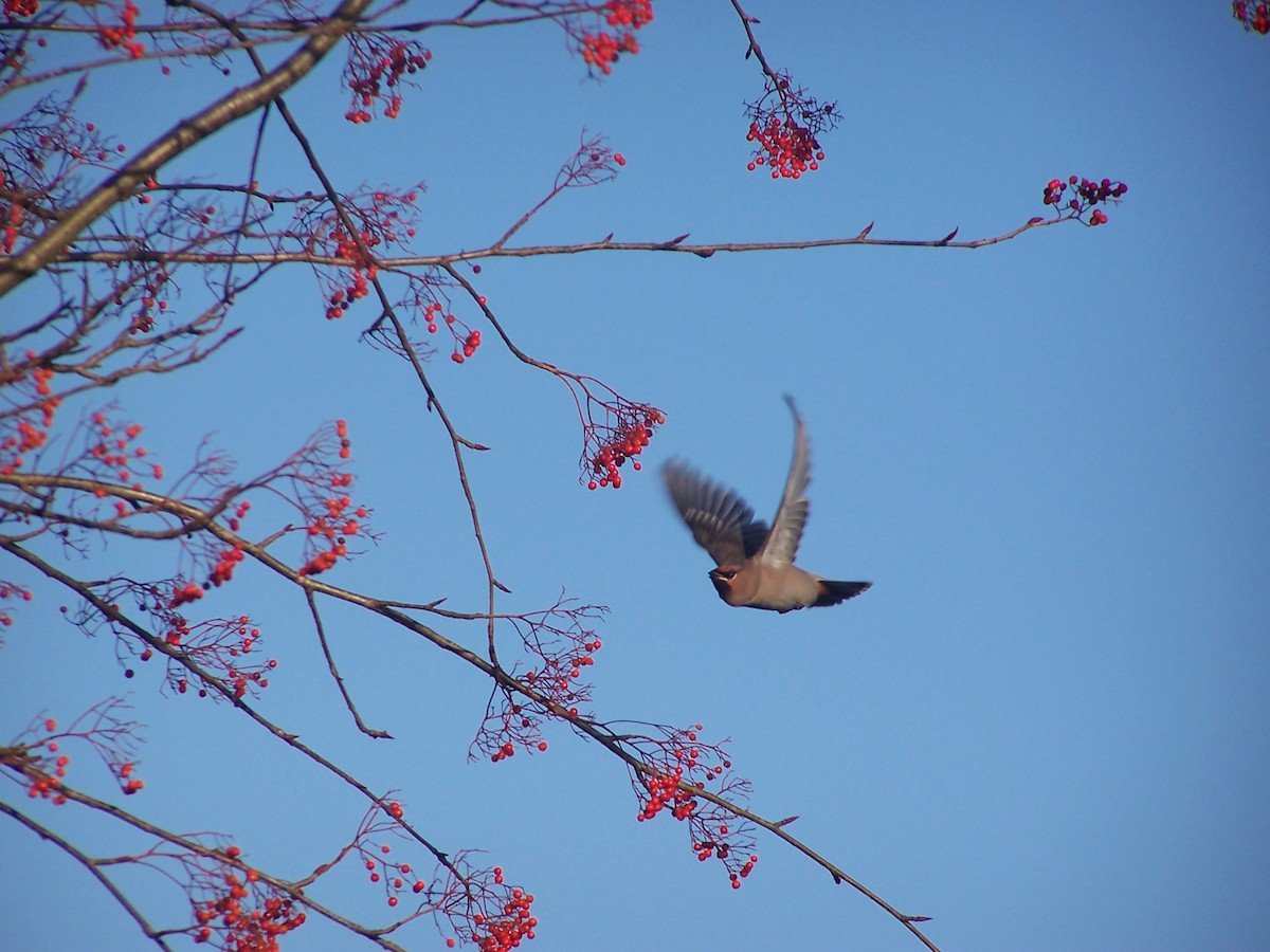 Bohemian Waxwing - ML644638422