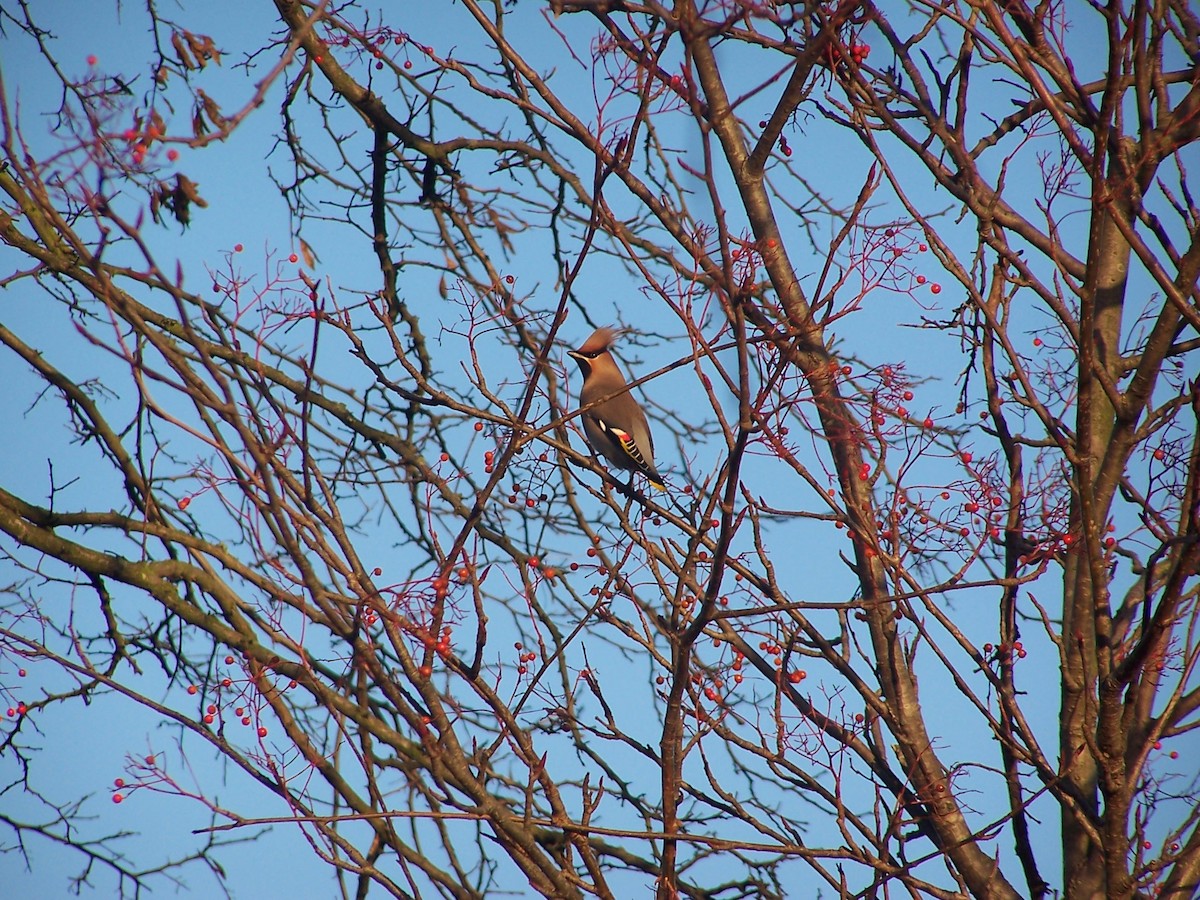 Bohemian Waxwing - ML644638423