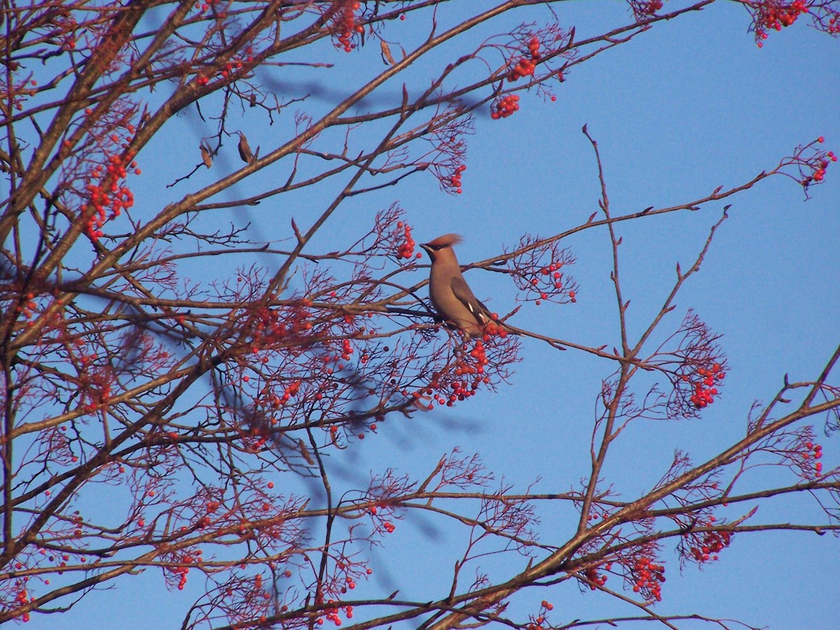 Bohemian Waxwing - ML644638424