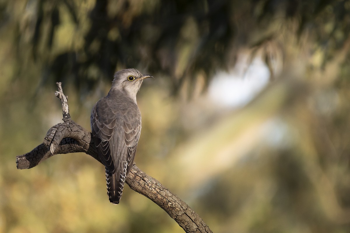 Pallid Cuckoo - ML644638425