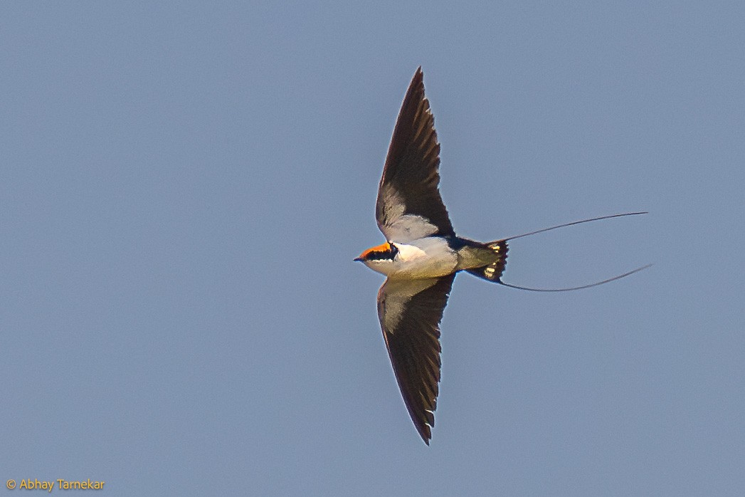 Wire-tailed Swallow - ML644638426